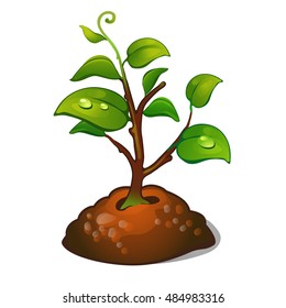 The development of the tree from seeds. Planting the garden or Park. Vector illustration.

