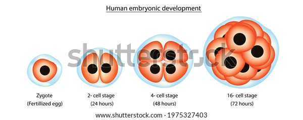 In developmental biology, embryonic development, also
known as embryogenesis, is the development of an animal or plant
embryo. Embryonic development starts with the fertilization of an
egg cell 