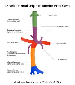 Origem do Desenvolvimento da Vena Cava Inferior