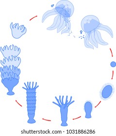 Developmental stages of jellyfish life cycle