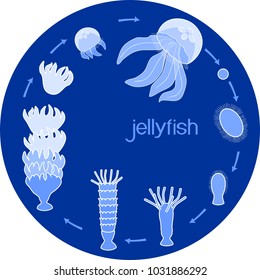 Developmental stages of jellyfish life cycle