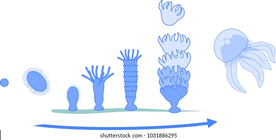 Developmental stages of jellyfish life cycle