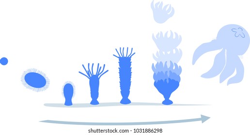Developmental stages of jellyfish life cycle