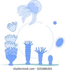 Developmental stages of jellyfish life cycle