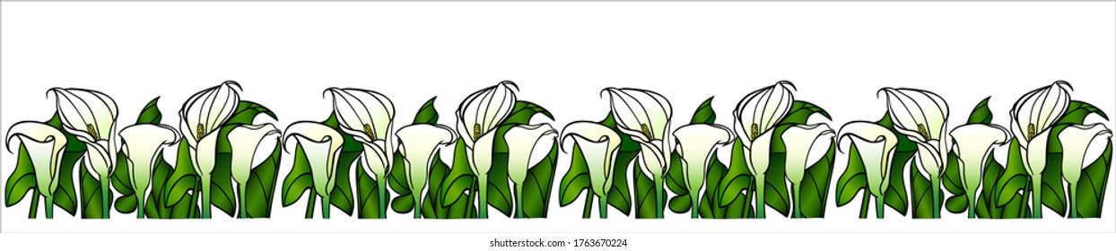 Devider - Calla lirios con hojas verdes grandes - vector de imagen a color completo. Flores de jardín - lirios de calila blanca - borde vectorial para la decoración. Jardinería.