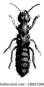Devil Coach Horse is also known as Rove Beetles, vintage line drawing or engraving illustration.