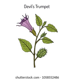 Devil trumpet (Datura metel), medicinal plant. Hand drawn botanical vector illustration