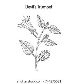 Devil trumpet (Datura metel), medicinal plant. Hand drawn botanical vector illustration