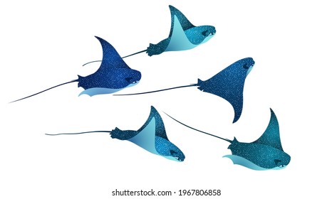 Devilfish marine animals, manta ray fishes, sea creatures set vector illustration. Blue eagle ray fishes, manta ray scuba vector. Eagle or devil fish group, underwater devilfish giant ocean animals.