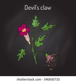 Devil's Claw (Harpagophytum procumbens), or grapple plant, wood spider. Hand drawn botanical vector illustration