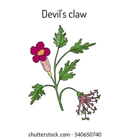 Devil's Claw (Harpagophytum procumbens), or grapple plant, wood spider. Hand drawn botanical vector illustration