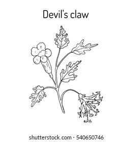 Devil's Claw (Harpagophytum procumbens), or grapple plant, wood spider. Hand drawn botanical vector illustration