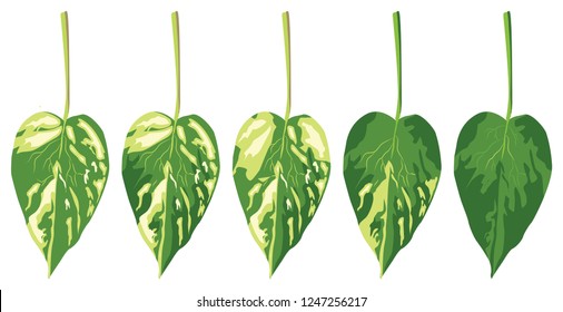 Devil's Ivy Leaves In Vector Illustration