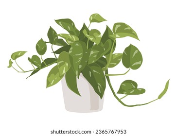 Devil's ivy in a pot, houseplant, Vector cartoon style, houseplant, Ornamental plant