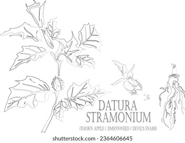 Trompete des Teufels, Dornapfel, Jimonweed Samen, Wurzelvektorkontur. Medicinal Datura stramonium pflanzlichen Umriss. Set von Datura Blumen in Line für Arzneimittel. Konturzeichnung von Heilkräutern