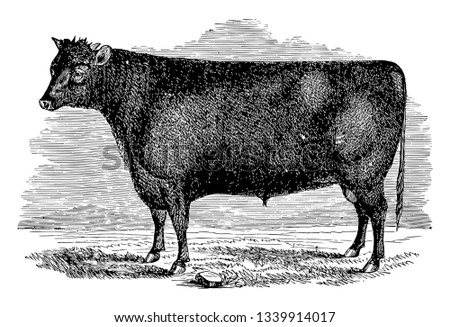 Devon Bull is a rich red or tawny colour vintage line drawing or engraving illustration.