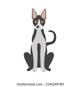 Devon Rex breed cat color icon. Flat design