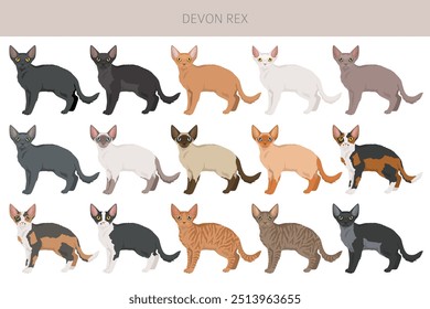 Devon Rex Cat Clipart. Alle Fellfarben eingestellt.  Alle Katze Rassen Merkmale Infografik. Vektorgrafik