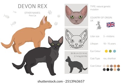 Devon Rex Cat Clipart. Alle Fellfarben eingestellt.  Alle Katze Rassen Merkmale Infografik. Vektorgrafik