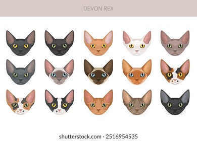 Devon Rex Cat Clipart. Alle Fellfarben eingestellt.  Alle Katze Rassen Merkmale Infografik. Vektorgrafik