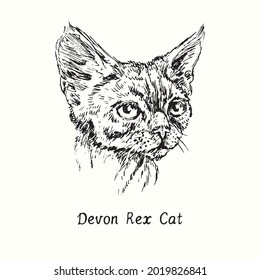 Devon Rex Cat face portrait. Ink black and white doodle drawing in woodcut style.