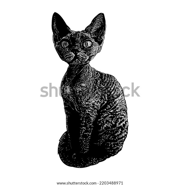 Devon Rex Cat Hand Drawing Vector Stock Vector (Royalty Free ...