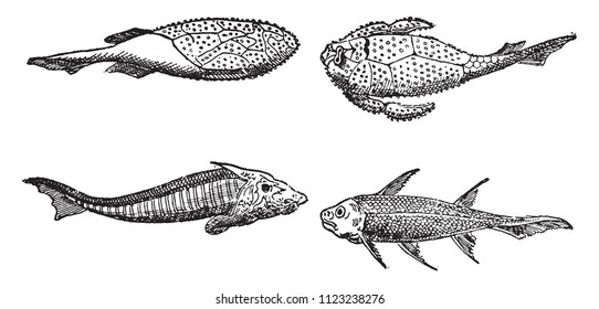 Devonian cuirass fish, vintage engraved illustration. From Natural Creation and Living Beings.
