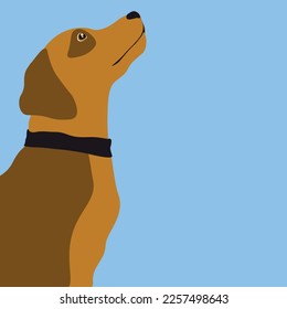 a devoted friend is waiting for a treat
