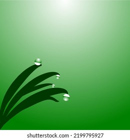 dew drops on green grass with its back to the sun.