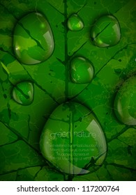 dew drops on green leaves