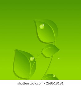 Dew Drops on Green Leaves Vector Background