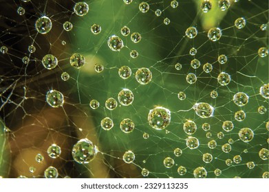 dew drops on a spider web