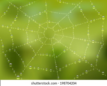 Dew drops on the web with nature background. Vector illustration.