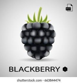 Dewberries (blackberries) on background vector illustration