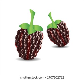 Dewberries isolated on white background. Vector illustration.