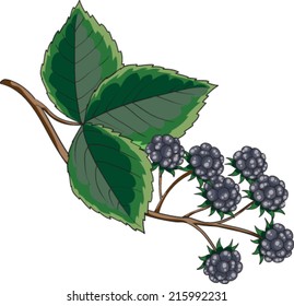 Dewberry