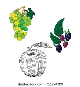 Dewberry, grapes and apple hand drawn set on white