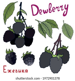 Dewberry sketch vector illustration. The contour image of branches and bunches. Hand drawn and signed. Isolated on white background. Summer season