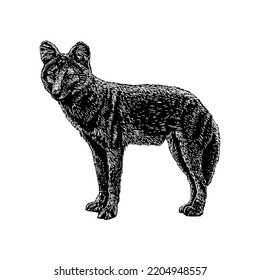 Dhole hand drawing vector illustration isolated on white background