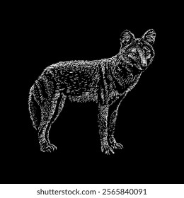 dhole hand drawing vector isolated on black background.