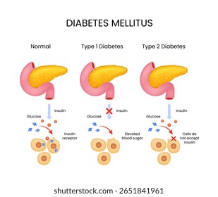 Diabetes Mellitus Tipos Insulina e Glicose Explicados