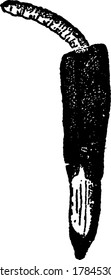 Diacritical longicorn is larvae of corn rootworm destroys acreage of corn, vintage line drawing or engraving illustration.