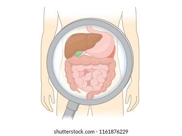 Diagnose human Digestive system with Magnifying glass. Concept Illustration about anatomy of internal organ.