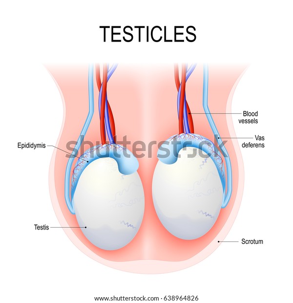 Diagram of an adult human\
testicles