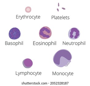 Diagram All Types Blood Cells Collection Stock Vector (Royalty Free ...