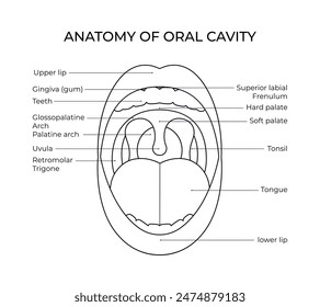 Diagramm der anatomischen Mundhöhle im Linienstil für medizinische