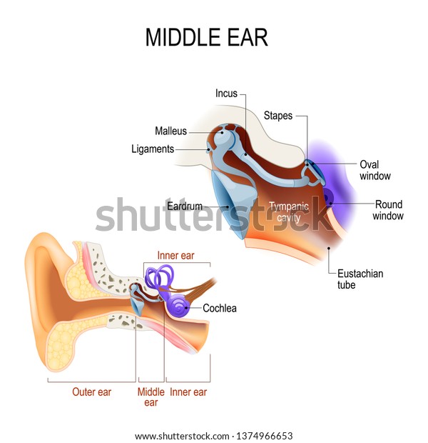 diagram of the anatomy of the human ear. Three\
ossicles: malleus, incus, and stapes (hammer, anvil, and stirrup). \
Detailed illustration for educational, medical, biological, and\
scientific use