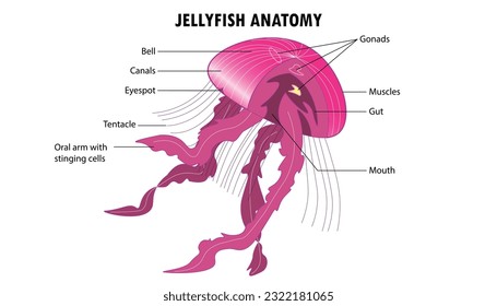 Diagrama de la anatomía de una medusa