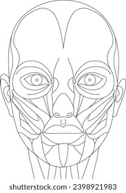 Diagram of the anatomy of the muscles of the face and neck. Black line on a transparent background. Vector.