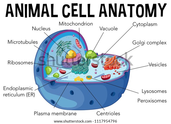 Diagram of animal\
cell anatomy\
illustration